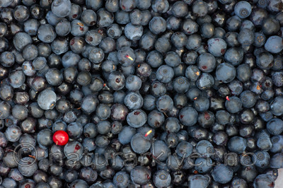 BB 15 0086 / Vaccinium myrtillus / Blåbær <br /> Vaccinium vitis-idaea / Tyttebær
